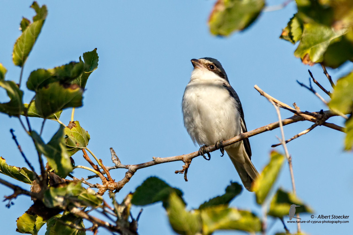 Lanius minor - Lesser Grey Shrike - Scharzstirnwuerger, Cyprus, Mandria Fields, August 2016