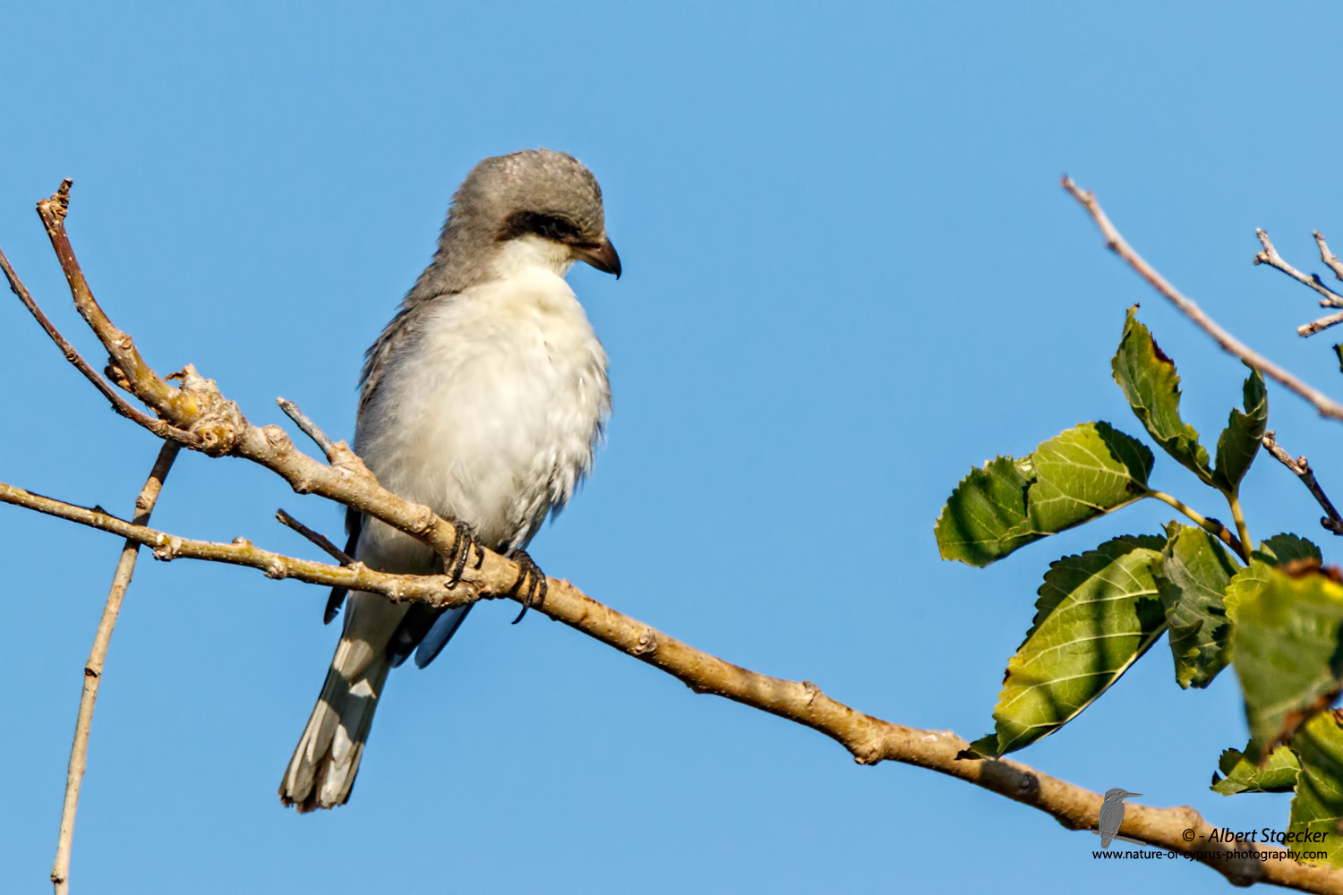 Lanius minor - Lesser Grey Shrike - Scharzstirnwuerger, Cyprus, Mandria Fields, August 2016