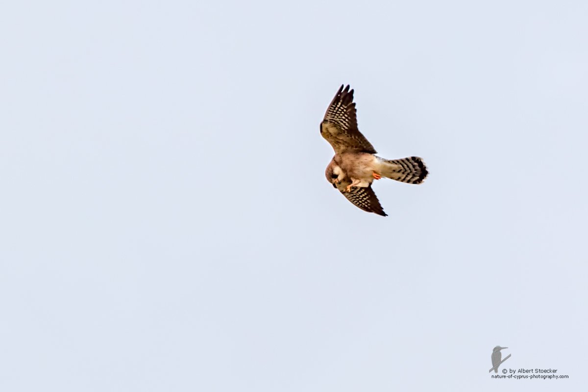 Falco vespertinus - Red-footed Falcon, female, Rotfußfalke, Cyprus, Agia Varvara-Anarita, Mai 2016
