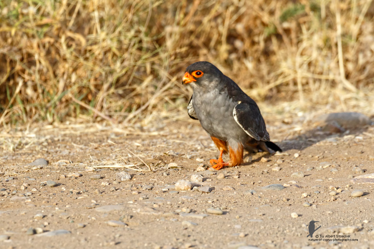 Falco amurensis - Amur falcon with Skorpion - Amurfalke mit Skorpion, Cyprus, Agia Varvara - Anarita, Paphos, Mai 2016