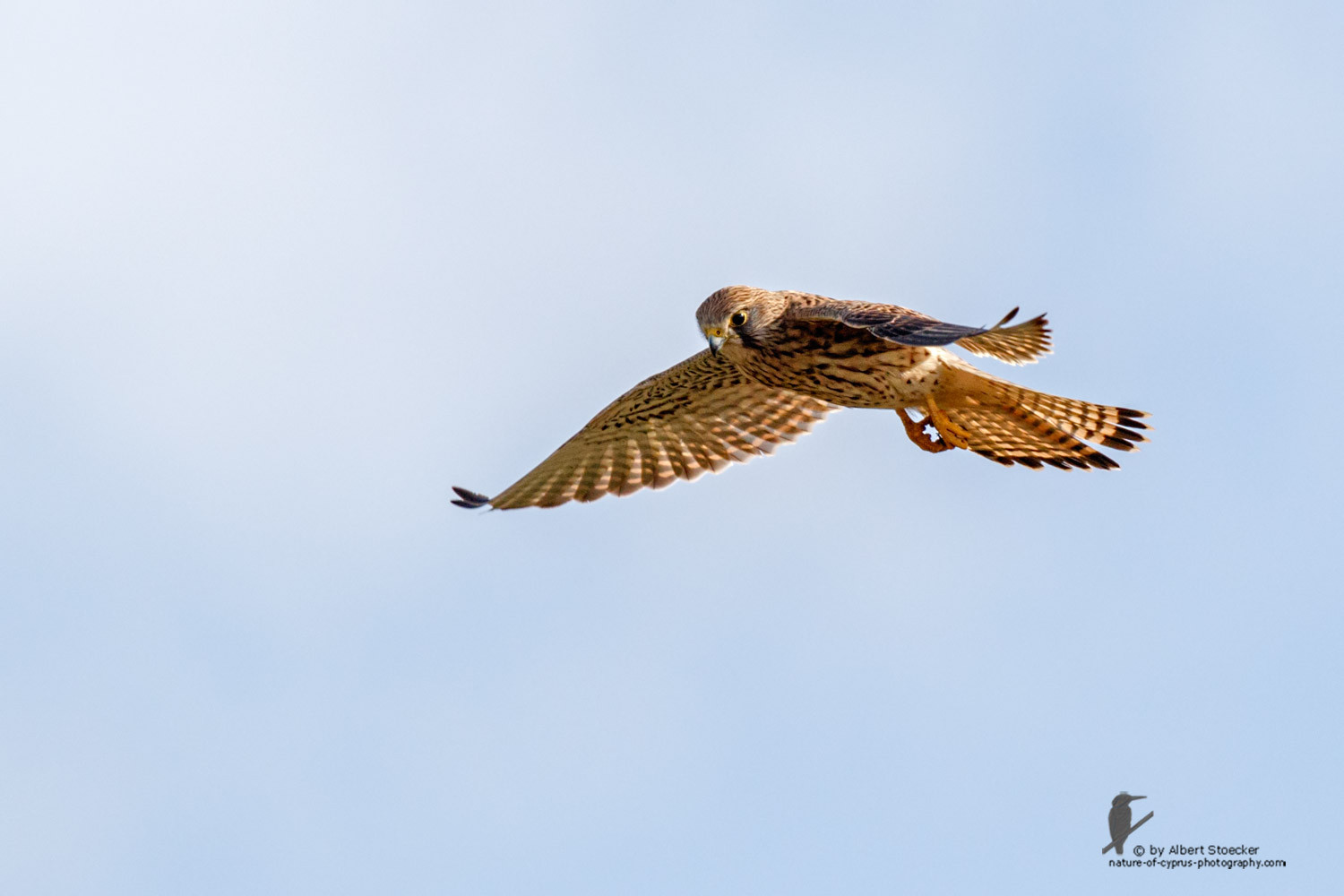 Falco tinnunculus - Common Kestrel - Turmfalke, Cyprus, Mandria Beach, March 2016