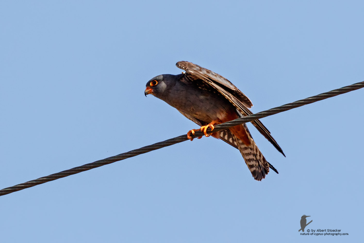 Falco vespertinus - Red-footed Falcon, male, juv, - junger Rotfußfalke, Cyprus, Agia Varvara-Anarita, Mai 2016