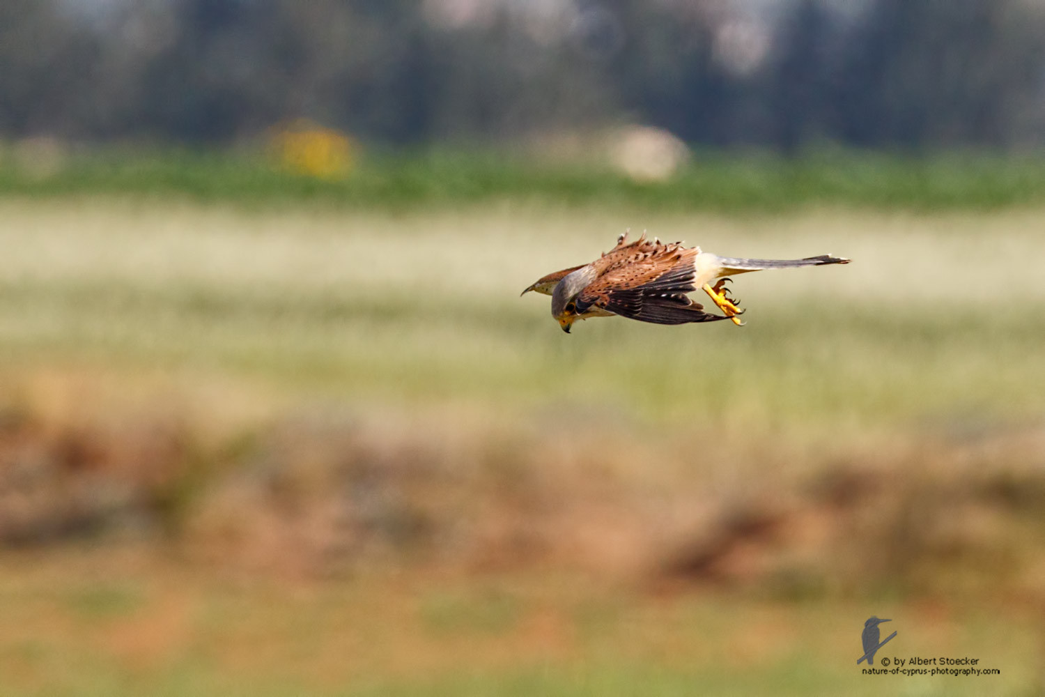 Falco tinnunculus - Common Kestrel - Turmfalke, Cyprus, Mandria Beach, March 2016