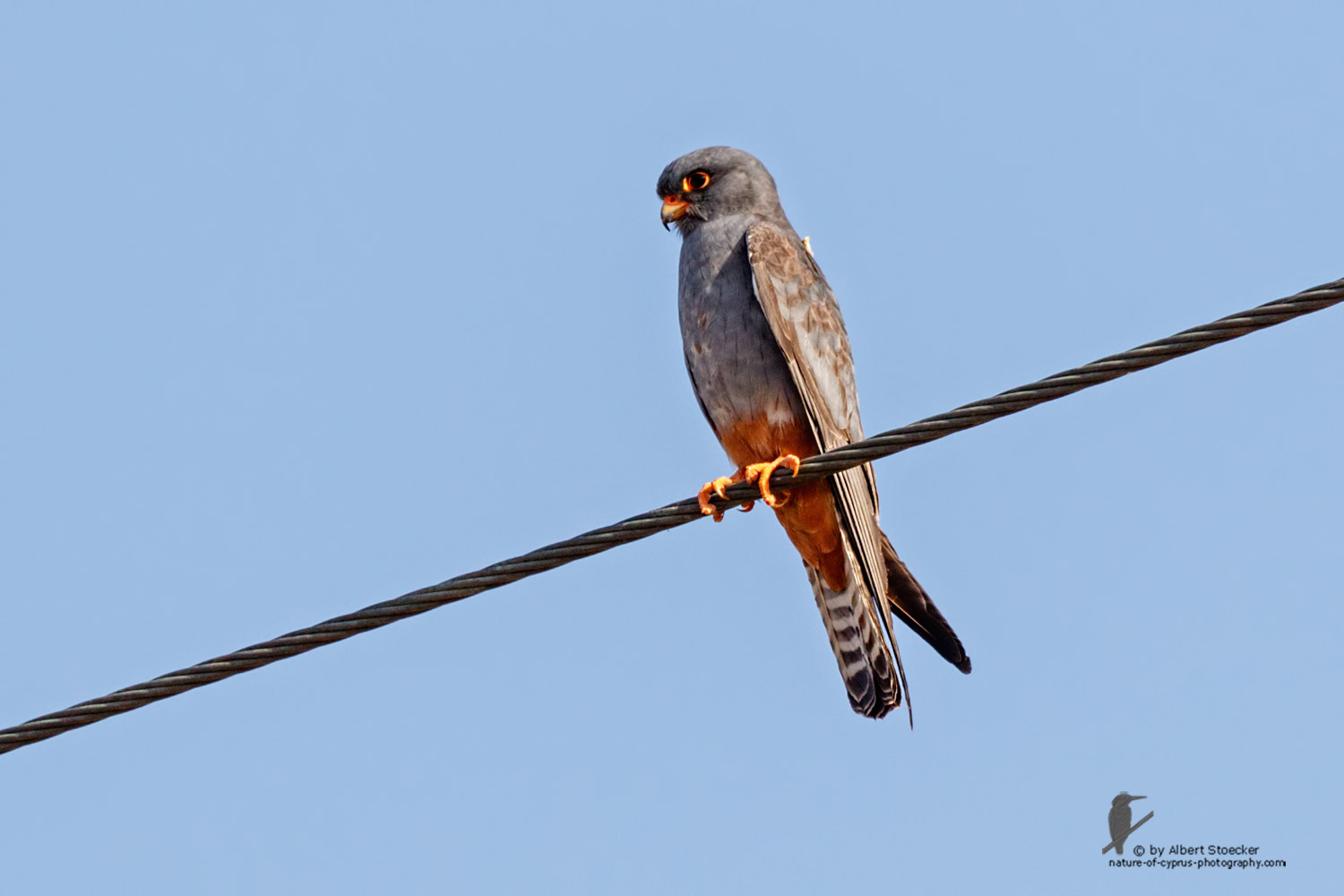 Falco vespertinus - Red-footed Falcon, male, juv, - junger Rotfußfalke, Cyprus, Agia Varvara-Anarita, Mai 2016