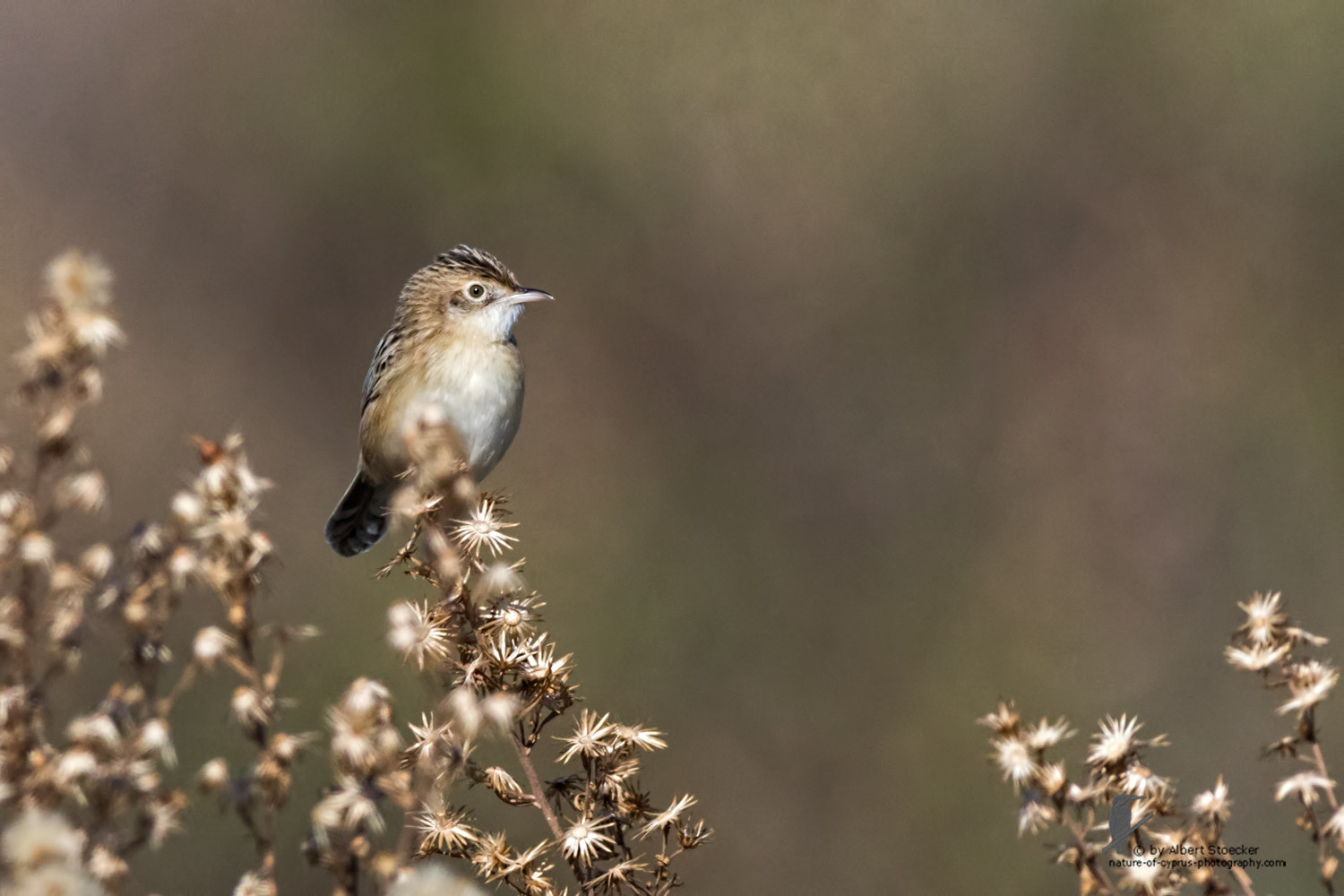 Cisticola juncidis - Zitting Cisticola - Zistensänger, Cyprus, Mandria Beach, January 2016