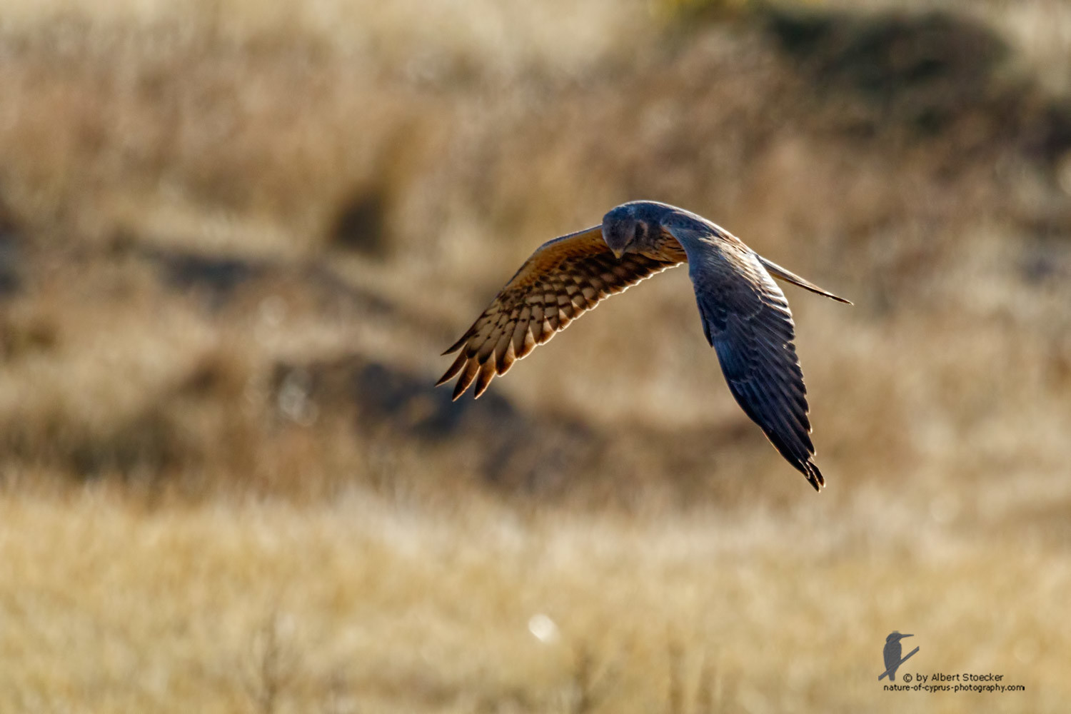 Circus macrourus - Montagu`s Harrier (female) - Wiesenweihe, Cyprus, Anarita - Ayia Varvara, April 2016