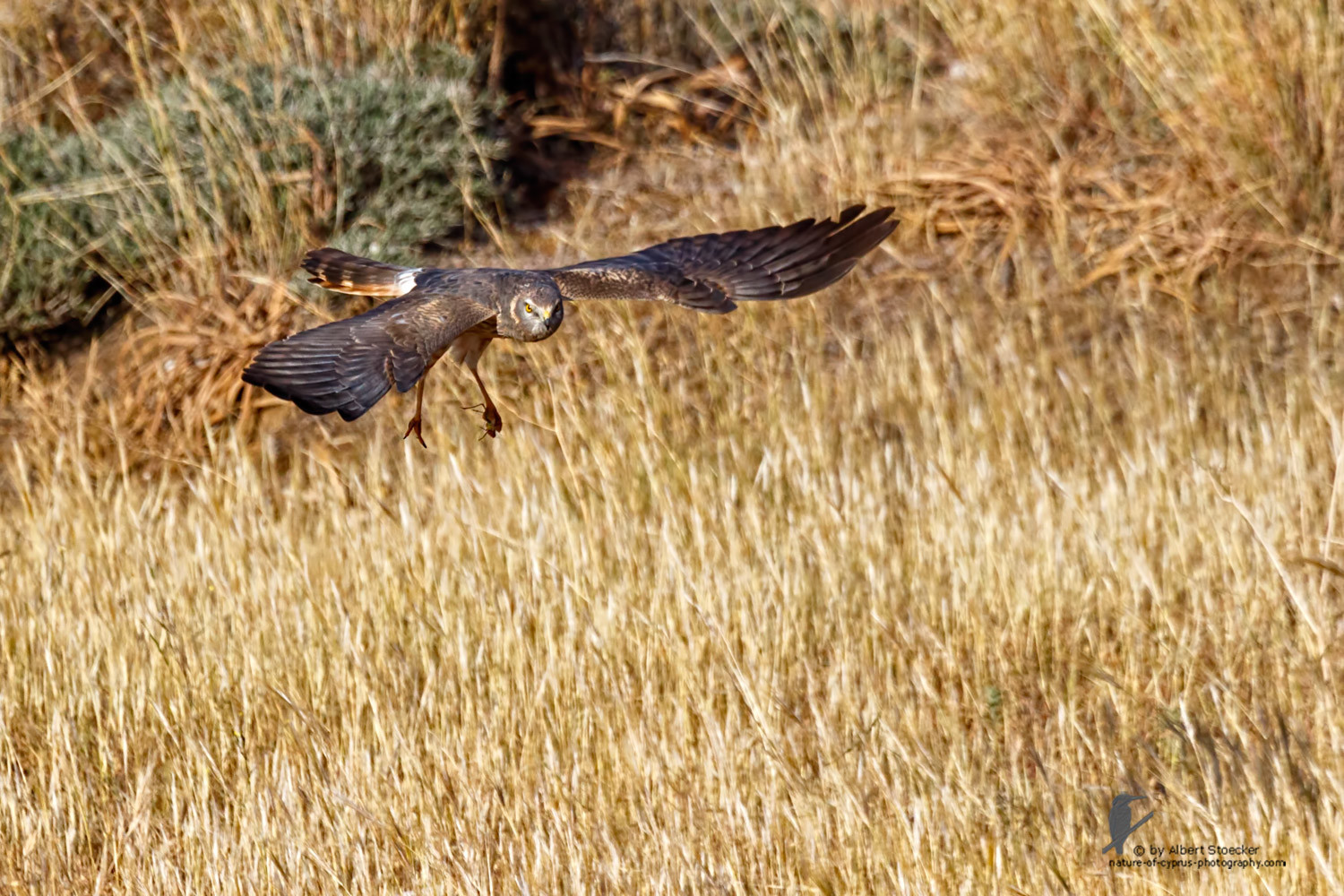 Circus macrourus - Montagu`s Harrier (female) - Wiesenweihe, Cyprus, Anarita - Ayia Varvara, April 2016