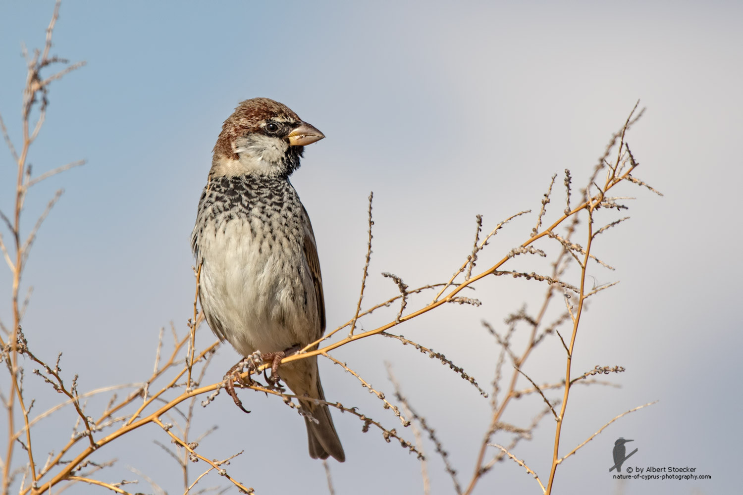 Passer hispaniolensis - Spanish Sparrow - Weidensperling, Cyprus, Akrotiri - Zakaki, January 2016