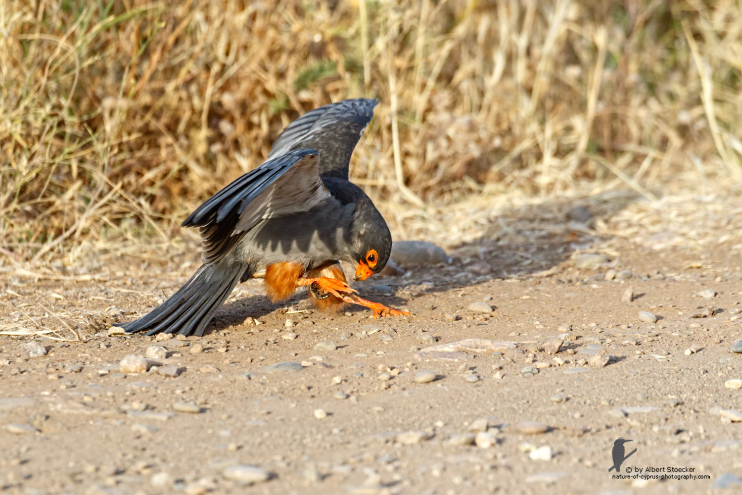Falco amurensis - Amur falcon with Skorpion - Amurfalke mit Skorpion, Cyprus, Agia Varvara - Anarita, Paphos, Mai 2016