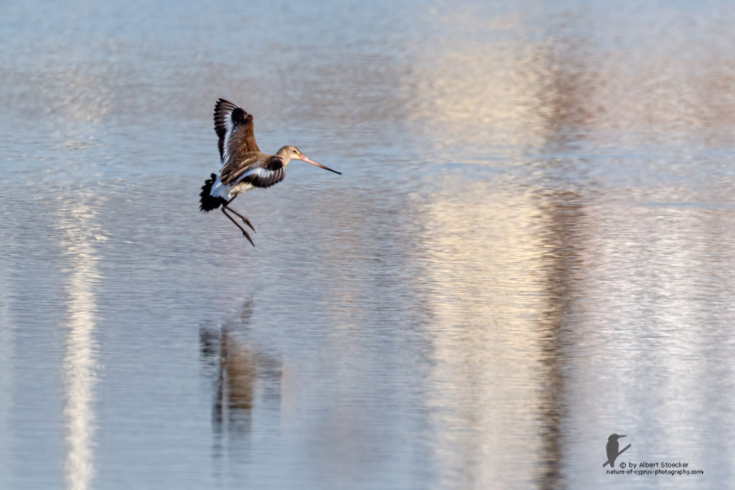 Limosa limosa - Black-tailed Godwit - Uferschnepfe, Cyprus, Zakai Marsh, March 2016