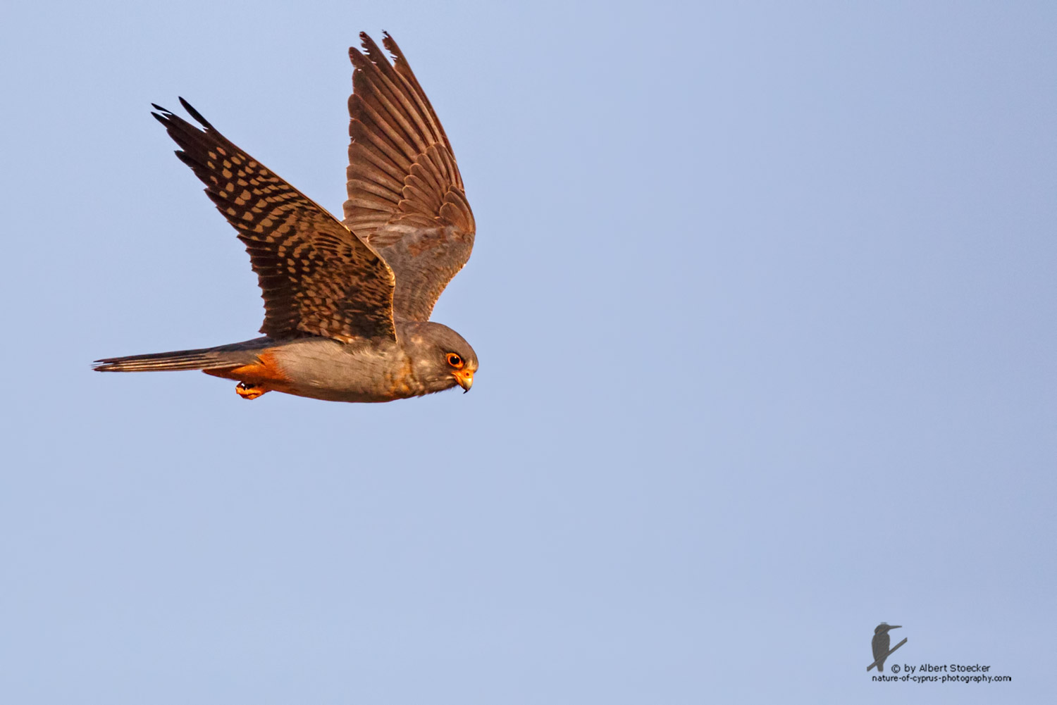 Falco vespertinus - Red-footed Falcon, male, juv, - junger Rotfußfalke, Cyprus, Agia Varvara-Anarita, Mai 2016