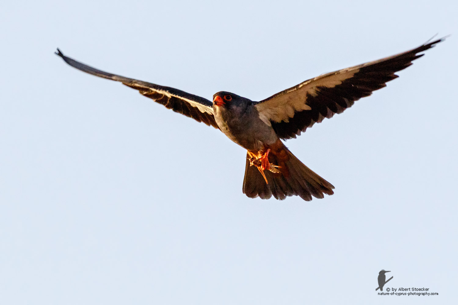 Falco amurensis - Amur falcon - Amurfalke, Cyprus, Agia Varvara - Anarita, Paphos, Mai 2016