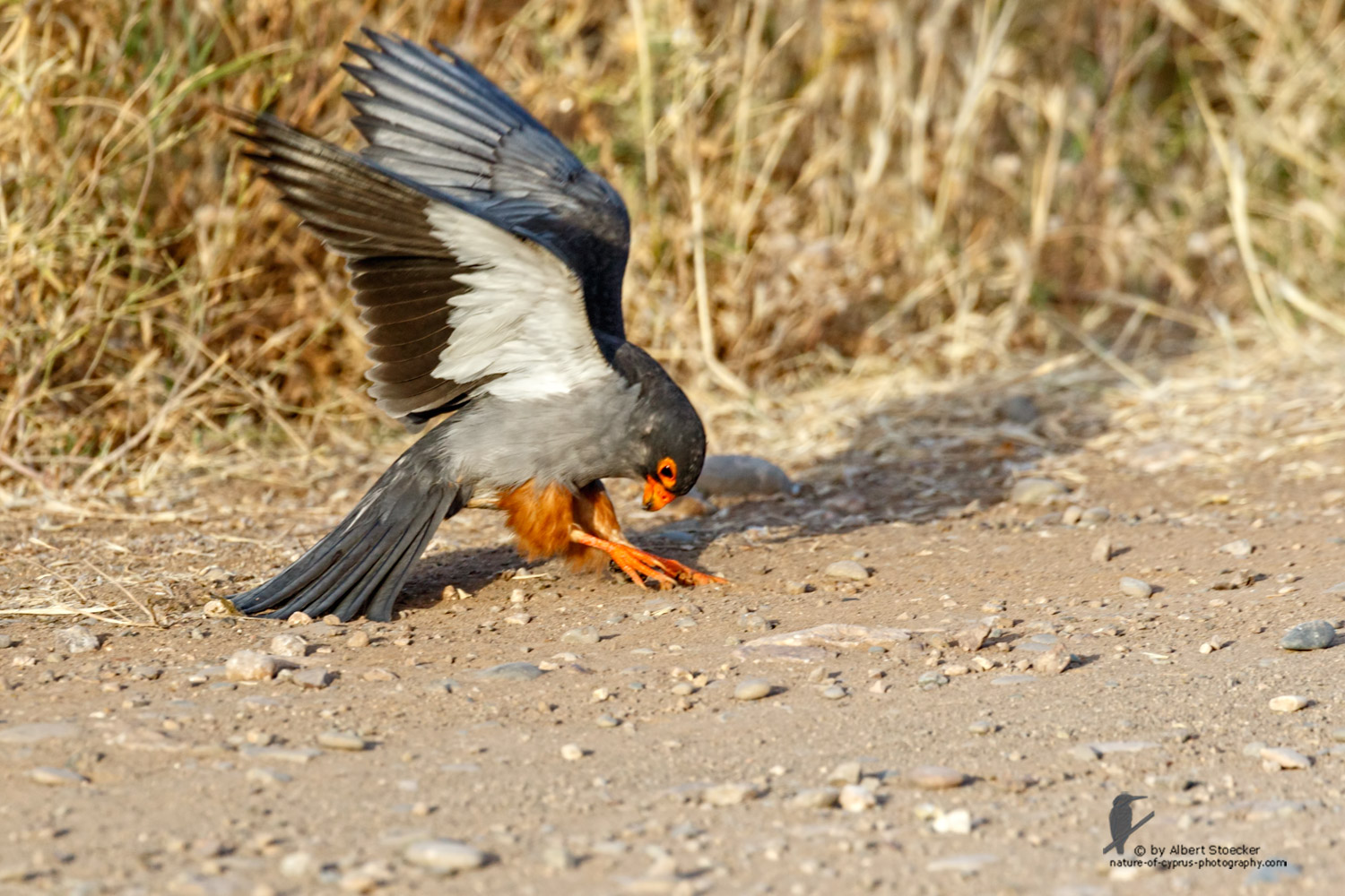 Falco amurensis - Amur falcon with Skorpion - Amurfalke mit Skorpion, Cyprus, Agia Varvara - Anarita, Paphos, Mai 2016