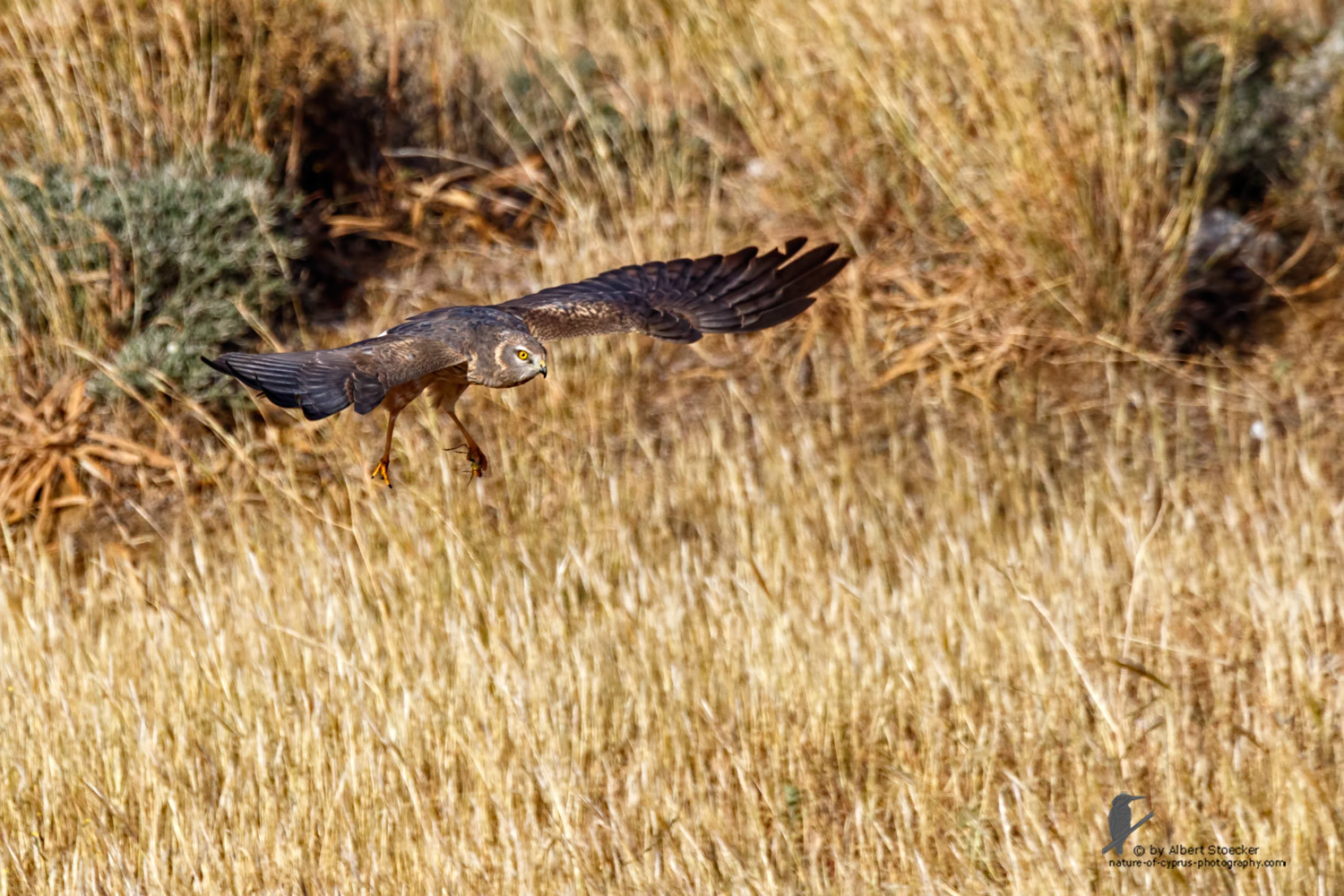 Circus macrourus - Montagu`s Harrier (female) - Wiesenweihe, Cyprus, Anarita - Ayia Varvara, April 2016