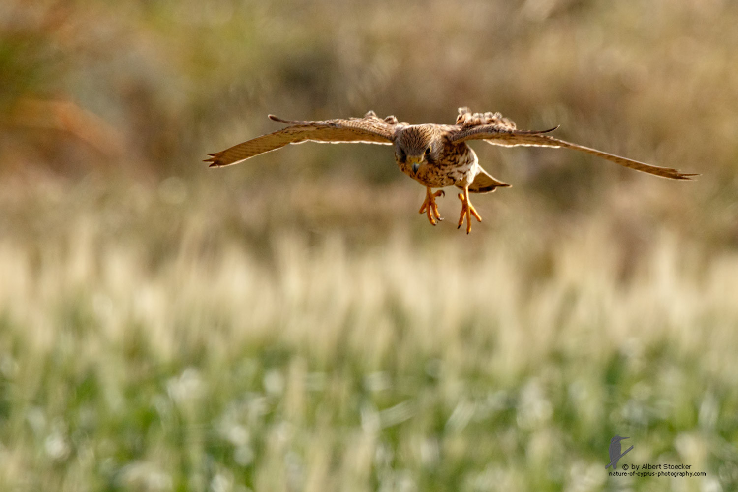 Falco tinnunculus - Common Kestrel - Turmfalke, Cyprus, Mandria Beach, March 2016