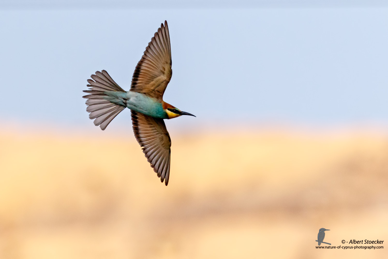 Merops apiaster - European Bee-eater - Bienenfresser, Cyprus, Agia Varvara, September 2016