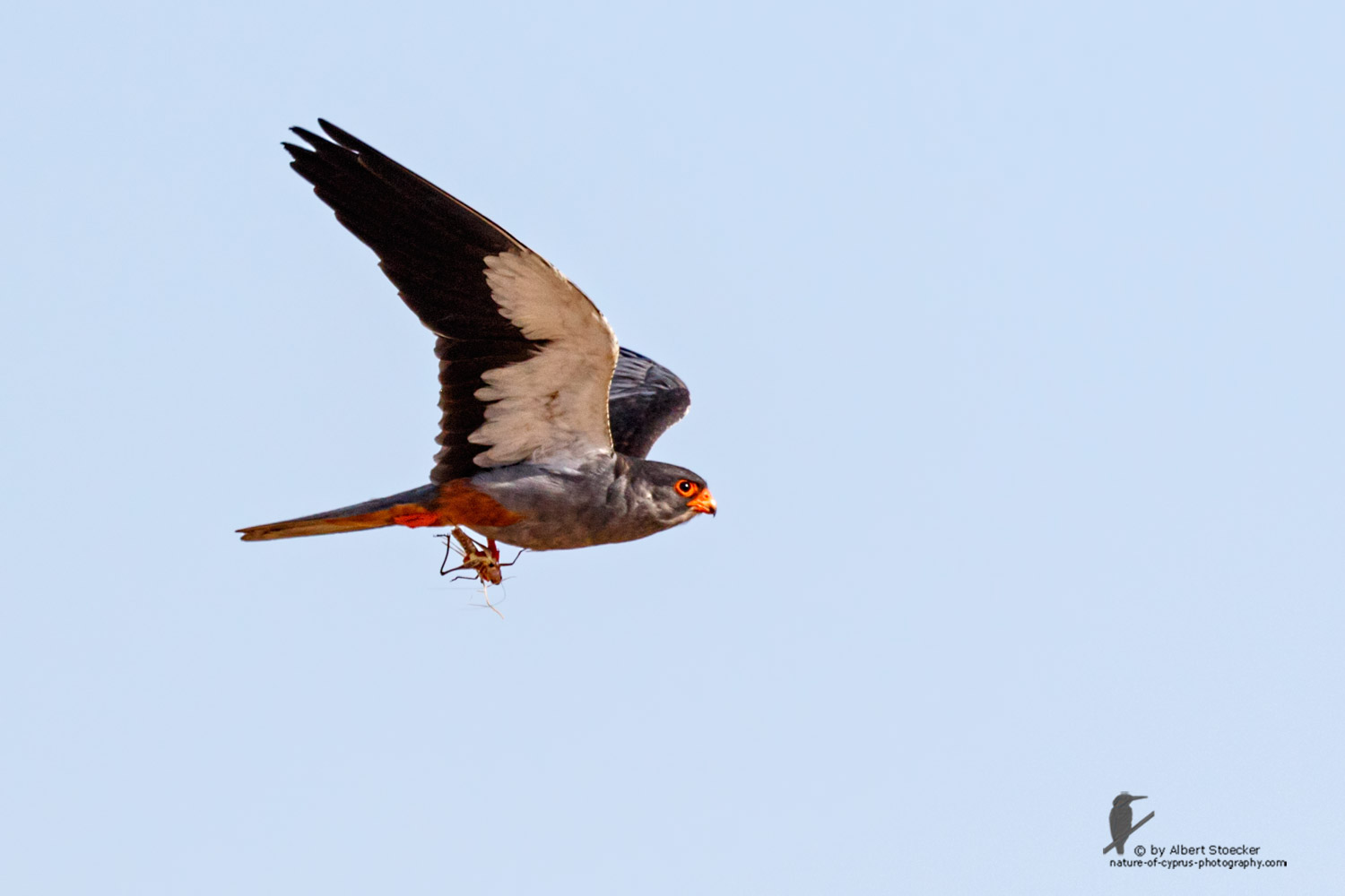 Falco amurensis - Amur falcon - Amurfalke, Cyprus, Agia Varvara - Anarita, Paphos, Mai 2016