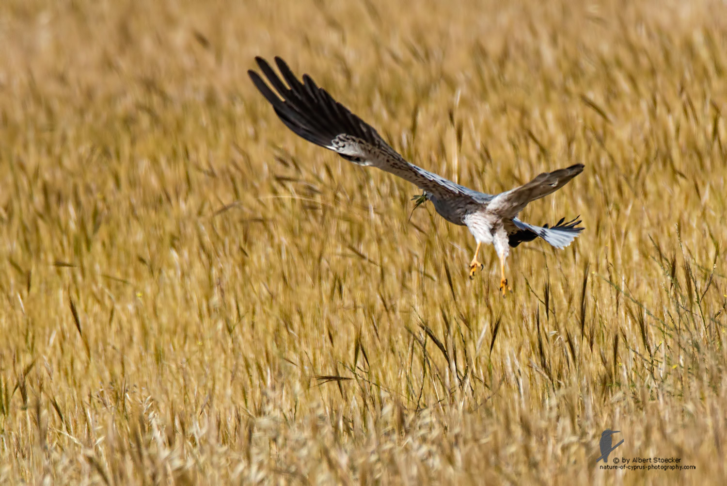 Circus macrourus - Montagu`s Harrier (female) - Wiesenweihe, Cyprus, Anarita - Ayia Varvara, April 2016