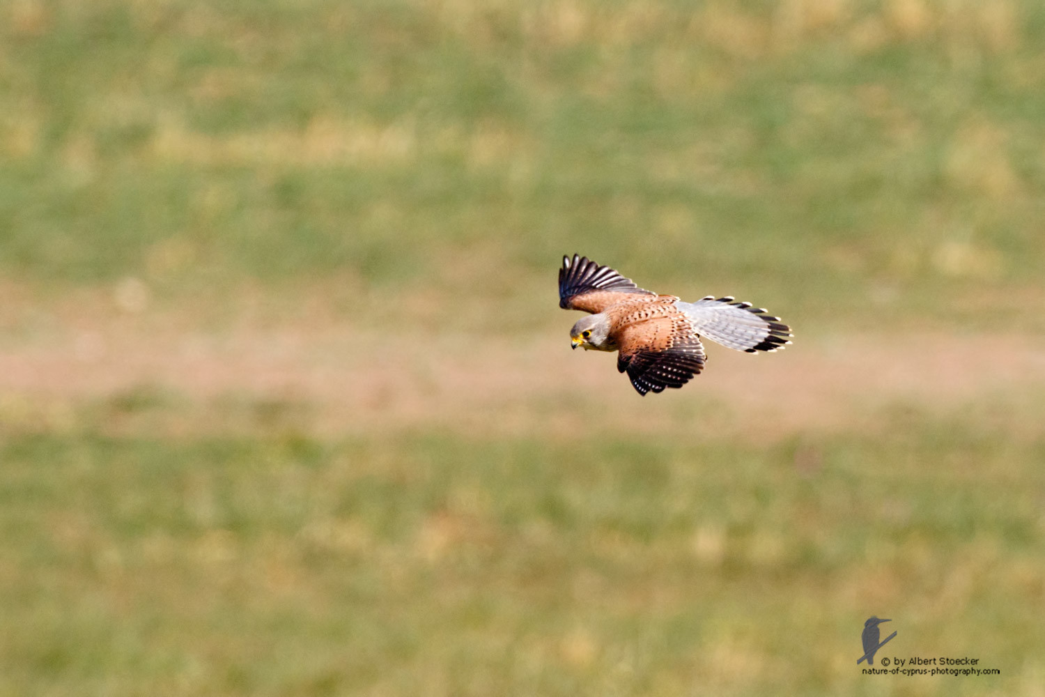 Falco tinnunculus - Common Kestrel - Turmfalke, Cyprus, Mandria Beach, March 2016