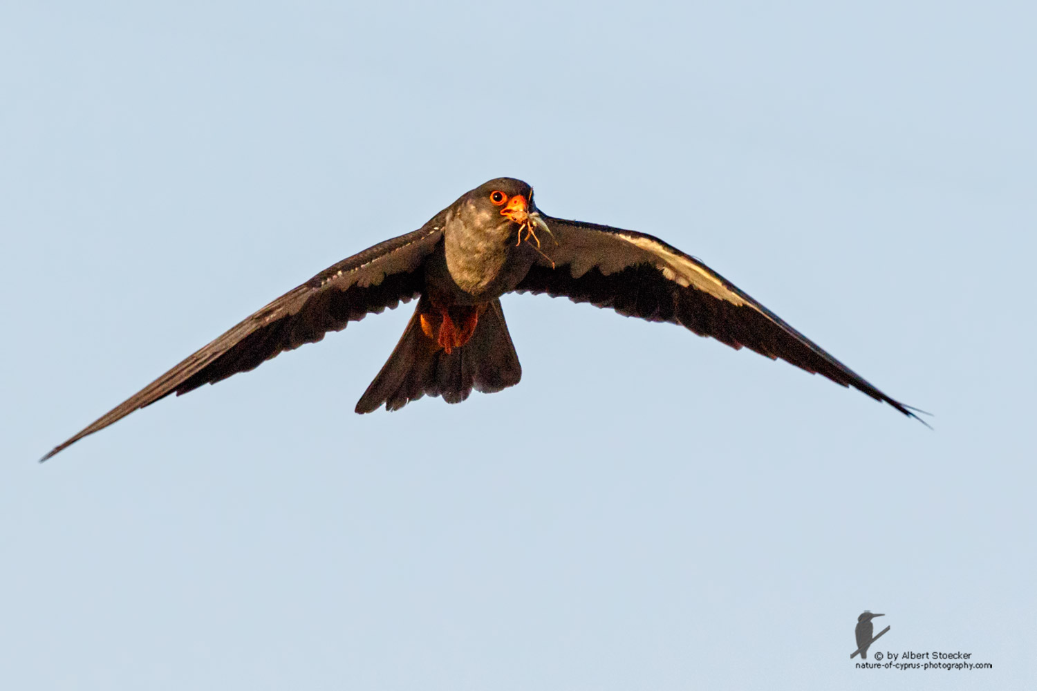 Falco amurensis - Amur falcon - Amurfalke, Cyprus, Agia Varvara - Anarita, Paphos, Mai 2016