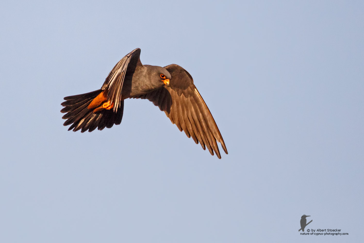 Falco vespertinus - Red-footed Falcon, male, Rotfußfalke, Cyprus, Agia Varvara-Anarita, Mai 2016