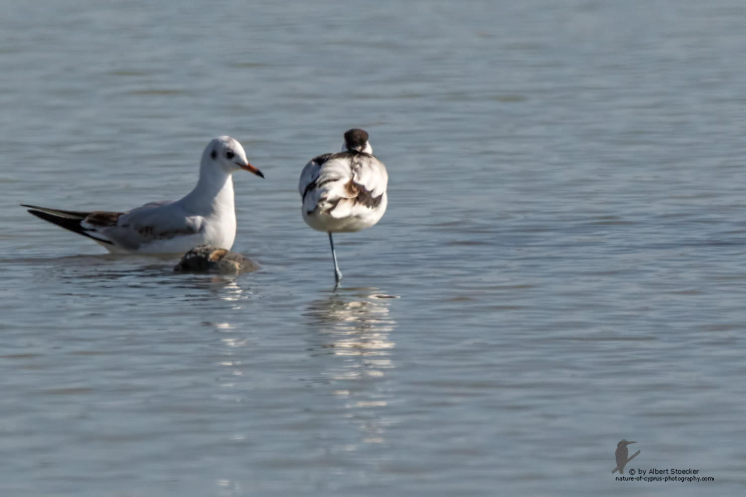 Recurvirostra avosetta - Pied Avocat - Säbelschnäbler, Cyprus, Akrotiri - Zakaki, January 2016