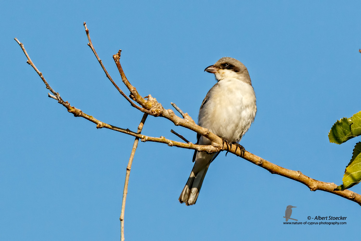 Lanius minor - Lesser Grey Shrike - Scharzstirnwuerger, Cyprus, Mandria Fields, August 2016