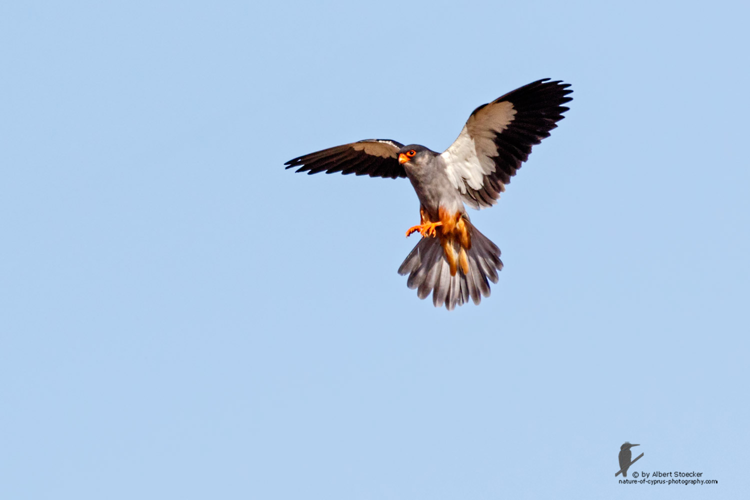 Falco amurensis - Amur falcon - Amurfalke, Cyprus, Agia Varvara - Anarita, Paphos, Mai 2016