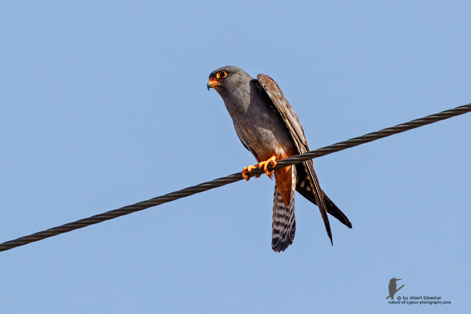 Falco vespertinus - Red-footed Falcon, male, juv, - junger Rotfußfalke, Cyprus, Agia Varvara-Anarita, Mai 2016