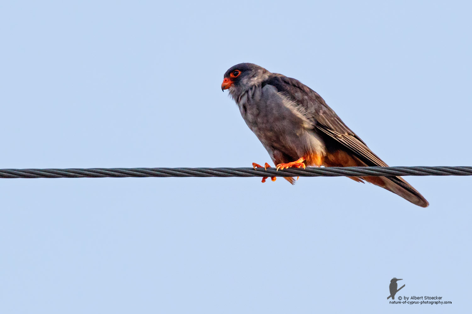 Falco amurensis - Amur falcon male - Amurfalke, Cyprus, Agia Varvara - Anarita, Paphos, Mai 2016