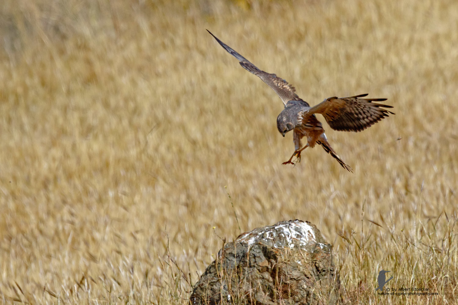 Circus macrourus - Montagu`s Harrier (female) - Wiesenweihe, Cyprus, Anarita - Ayia Varvara, April 2016