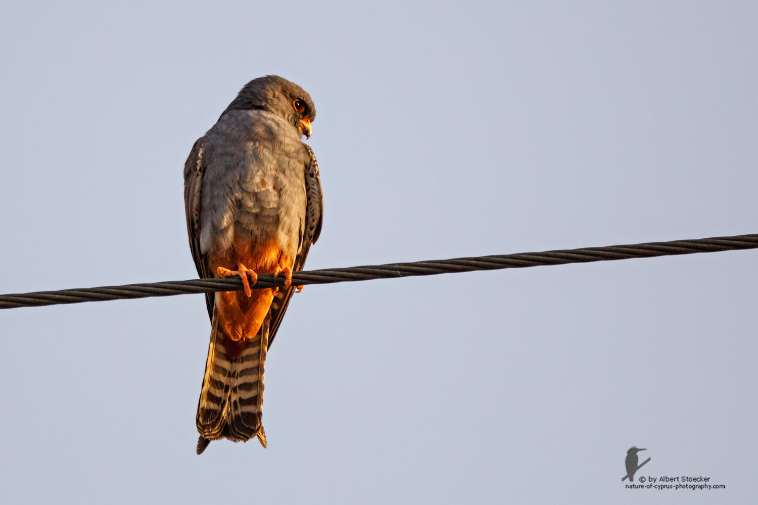 Falco vespertinus - Red-footed Falcon, male, juv, - junger Rotfußfalke, Cyprus, Agia Varvara-Anarita, Mai 2016