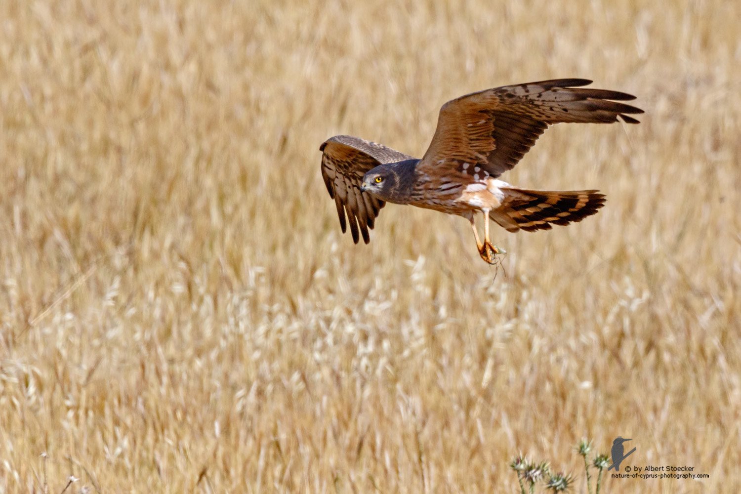 Circus macrourus - Montagu`s Harrier (female) - Wiesenweihe, Cyprus, Anarita - Ayia Varvara, April 2016