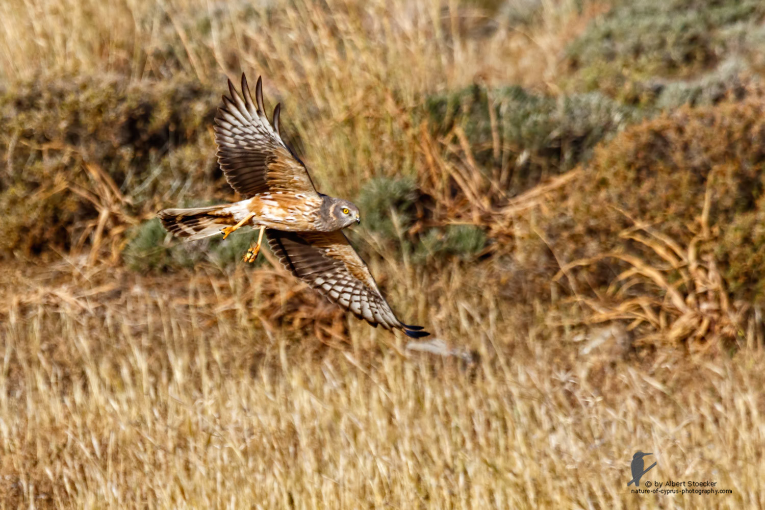 Circus macrourus - Montagu`s Harrier (female) - Wiesenweihe, Cyprus, Anarita - Ayia Varvara, April 2016