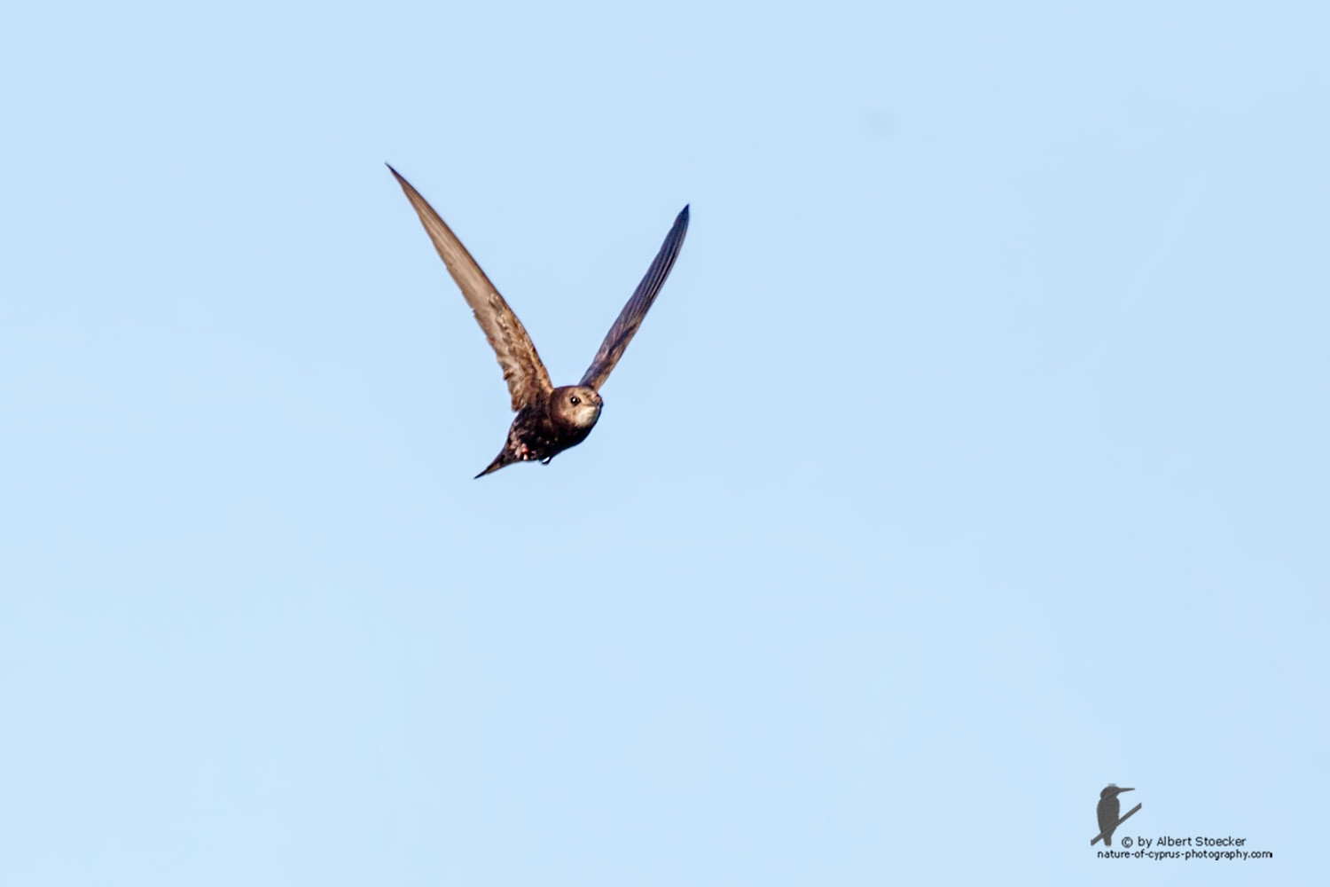 Apus pallidas - Pallid Swift - Fahlsegler, Cyprus, Zakai Marsh, March 2016