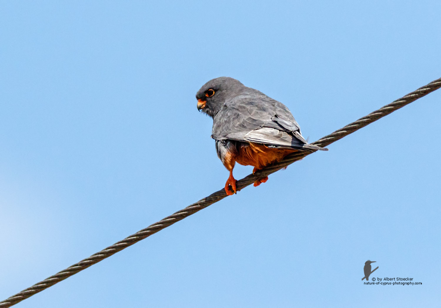 Falco vespertinus - Red-footed Falcon, male, Rotfußfalke, Cyprus, Agia Varvara-Anarita, Mai 2016