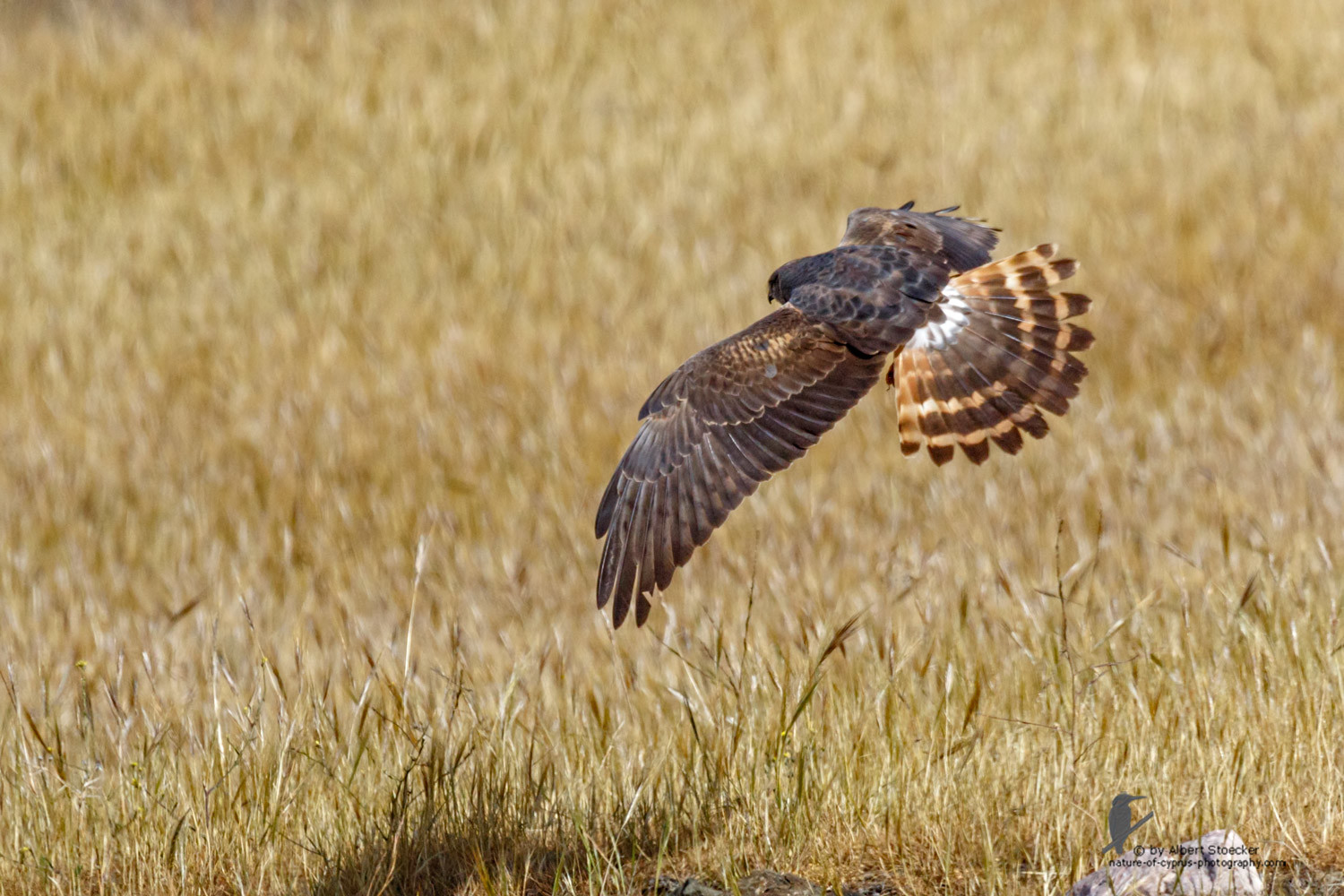 Circus macrourus - Montagu`s Harrier (female) - Wiesenweihe, Cyprus, Anarita - Ayia Varvara, April 2016