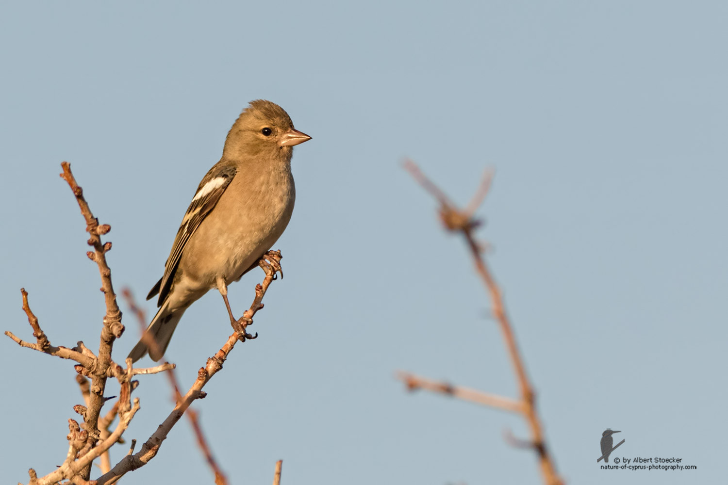 Fringilla coelebs - Common Chaffinch - Buchfink, Cyprus, Anarita Park, January 2016