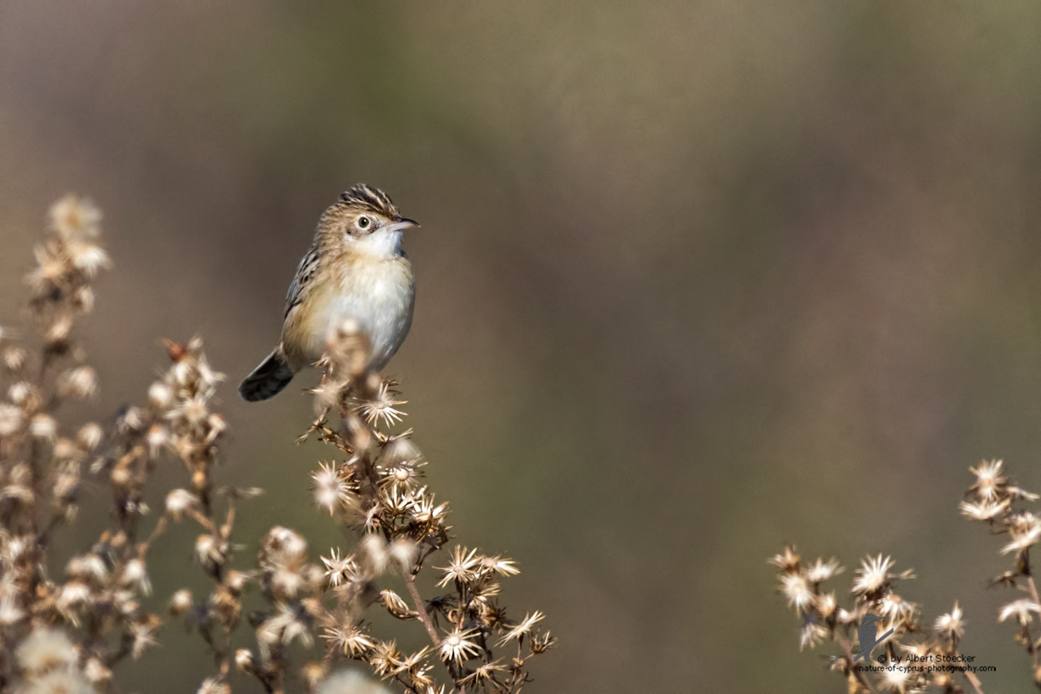 Cisticola juncidis - Zitting Cisticola - Zistensänger, Cyprus, Mandria Beach, January 2016