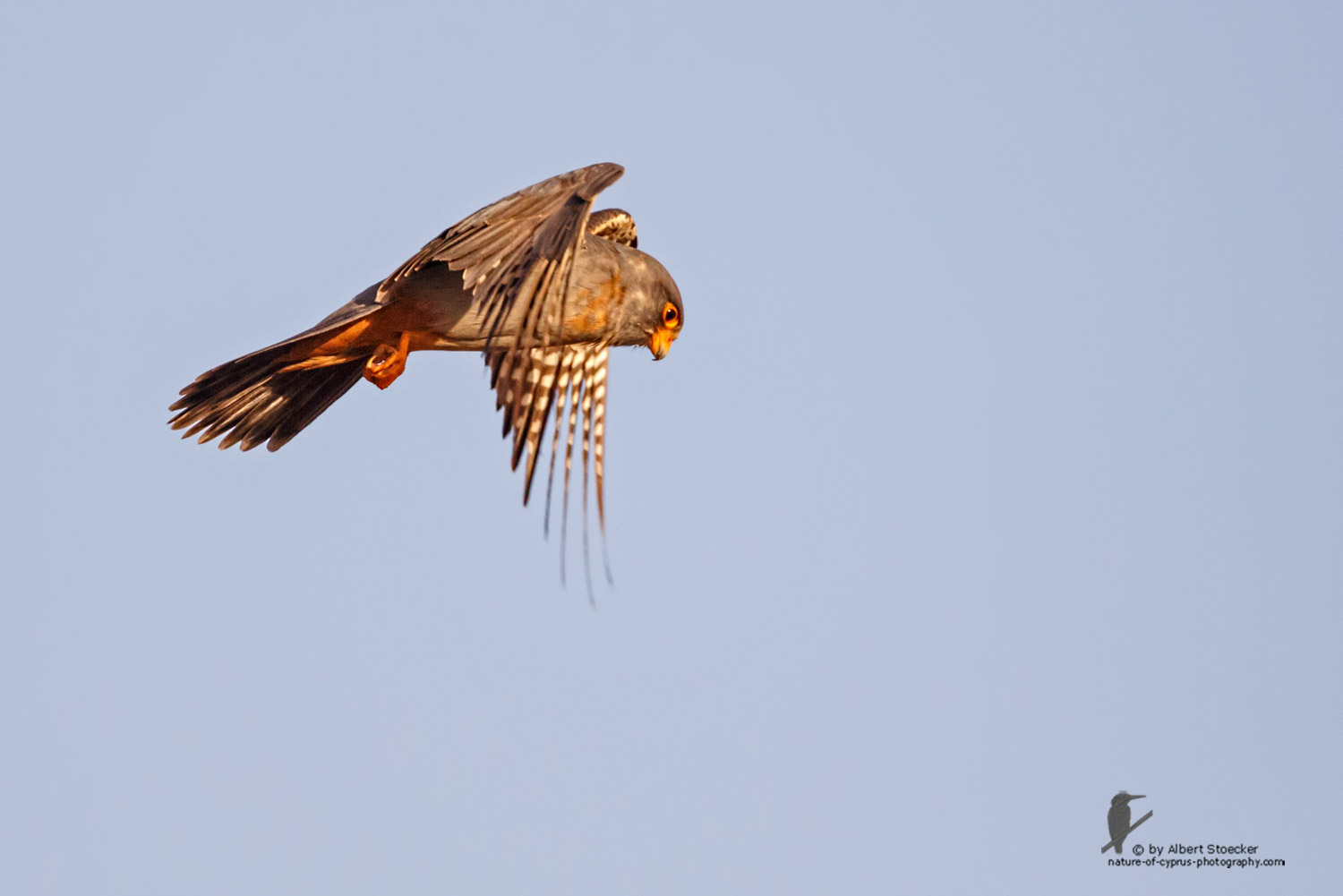 Falco vespertinus - Red-footed Falcon, male, juv, - junger Rotfußfalke, Cyprus, Agia Varvara-Anarita, Mai 2016