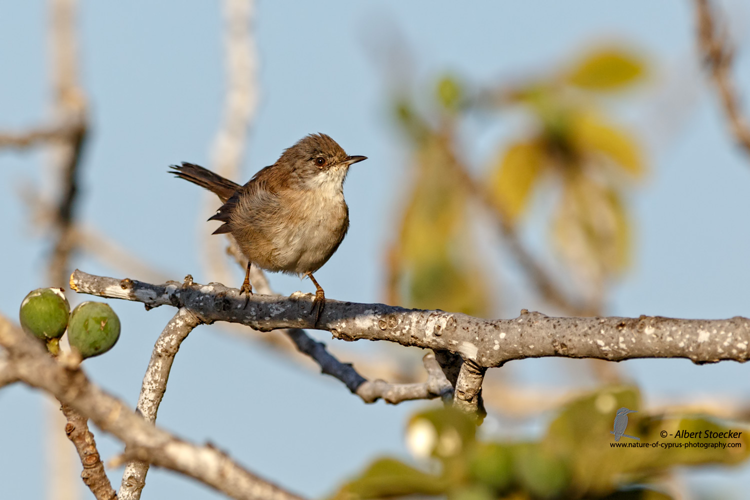 Acrocephalus arundinaceus - Great Reed Warbler - Drosselrohrsänger, Cyprus, Mandria Fields, August 2016