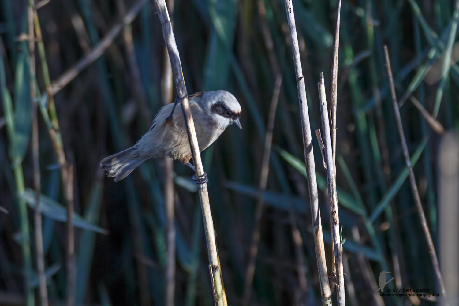 Remiz pendulinus - Penduline Tit - Beutelmeise, Cyprus, Zakai Marsh, March 2016