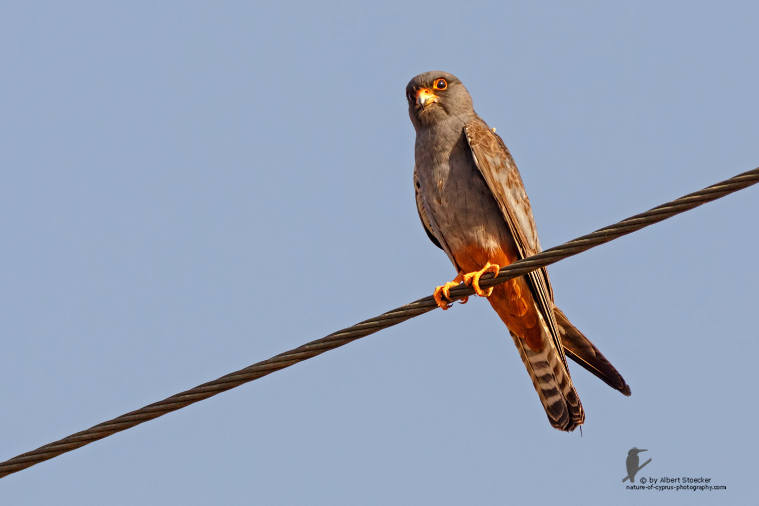 Falco vespertinus - Red-footed Falcon, male, juv, - junger Rotfußfalke, Cyprus, Agia Varvara-Anarita, Mai 2016