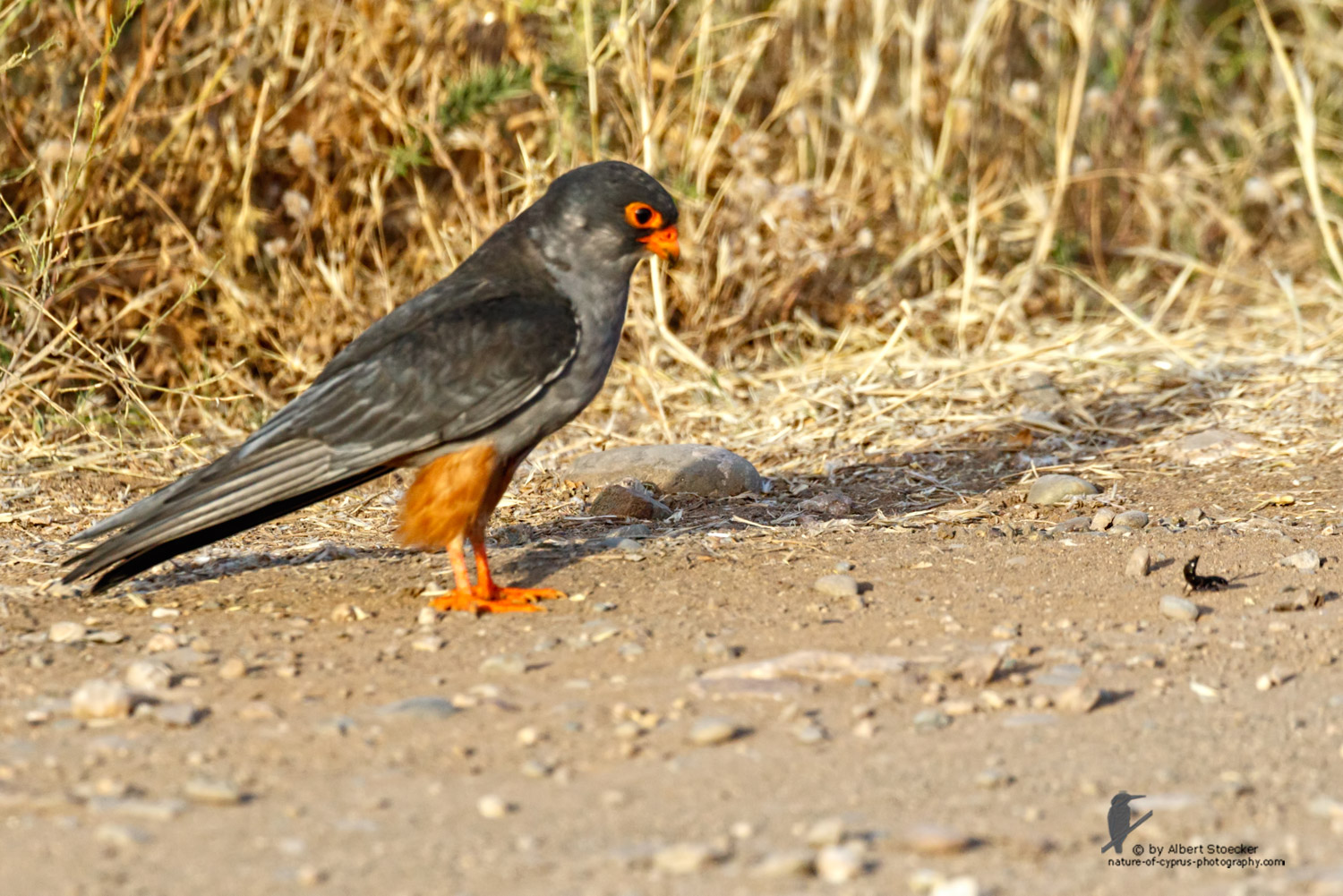 Falco amurensis - Amur falcon with Skorpion - Amurfalke mit Skorpion, Cyprus, Agia Varvara - Anarita, Paphos, Mai 2016