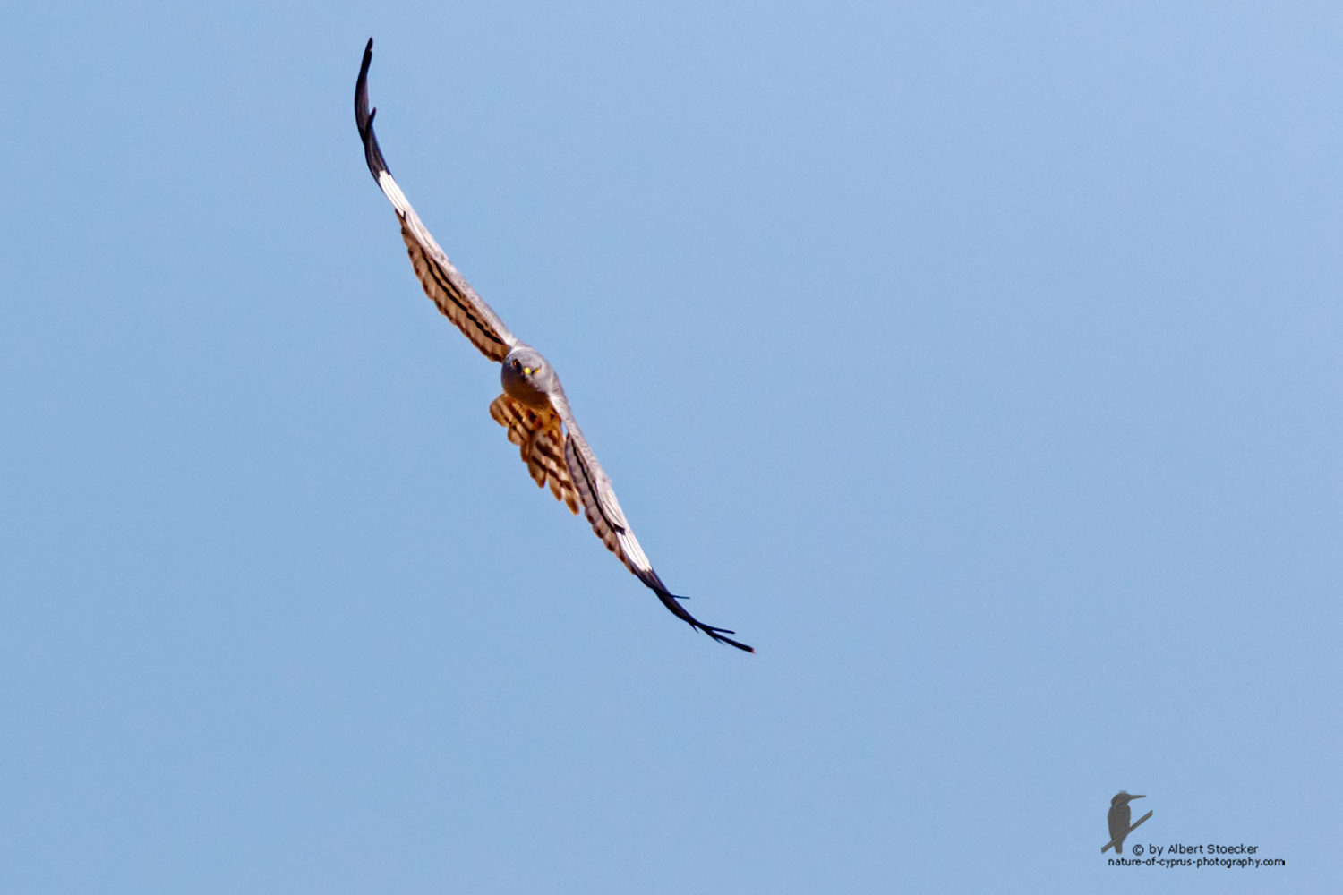 Circus macrourus - Montagu`s Harrier (male) - Wiesenweihe, Cyprus, Anarita - Ayia Varvara, April 2016