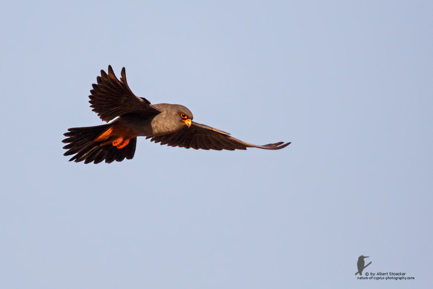 Falco vespertinus - Red-footed Falcon, male, Rotfußfalke, Cyprus, Agia Varvara-Anarita, Mai 2016