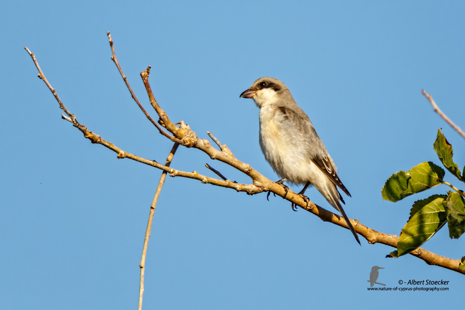 Lanius minor - Lesser Grey Shrike - Scharzstirnwuerger, Cyprus, Mandria Fields, August 2016