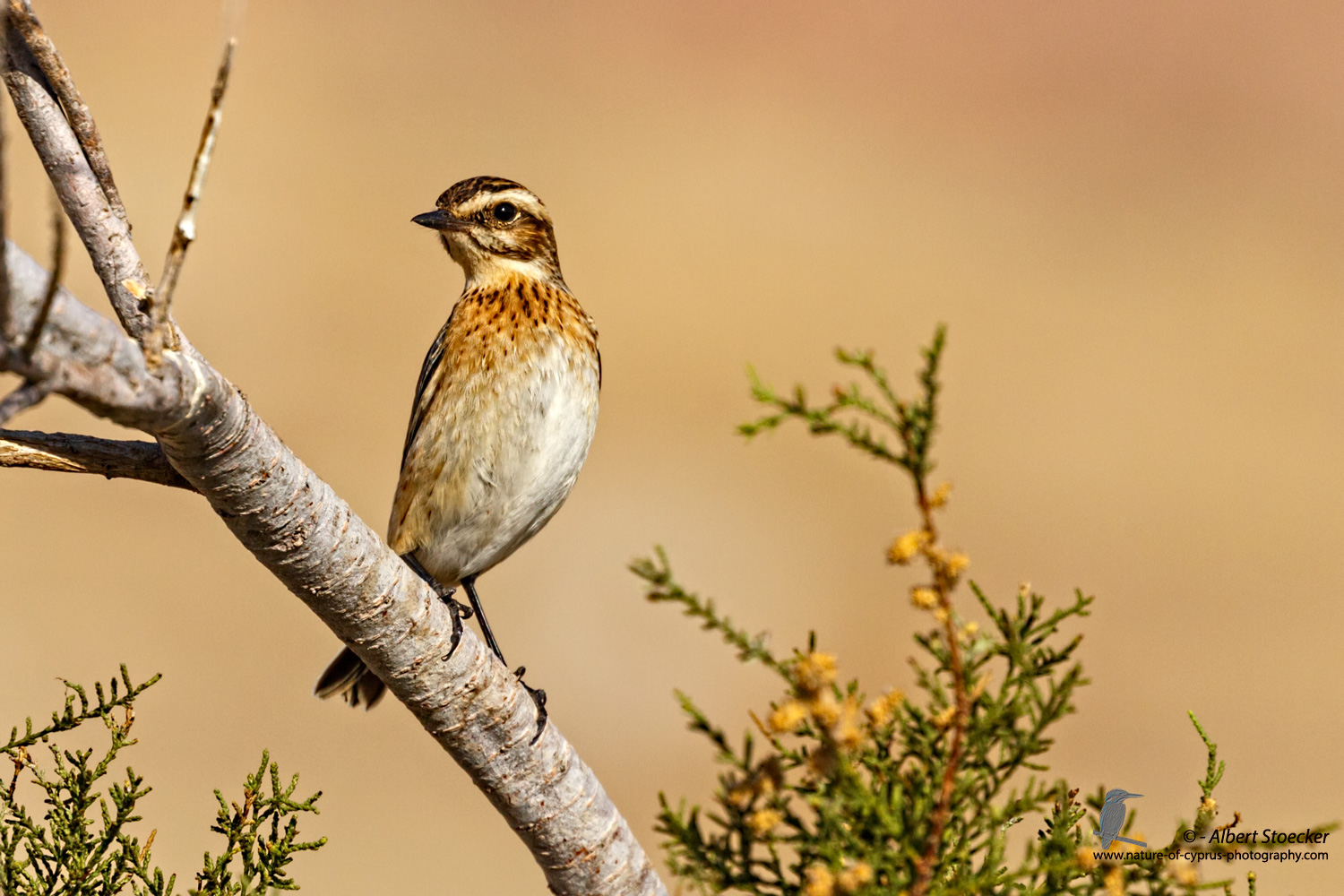 Saxicola rubetra - Whinchat - Braunkehlchen, Cyprus, Agia Varvara, September 2016