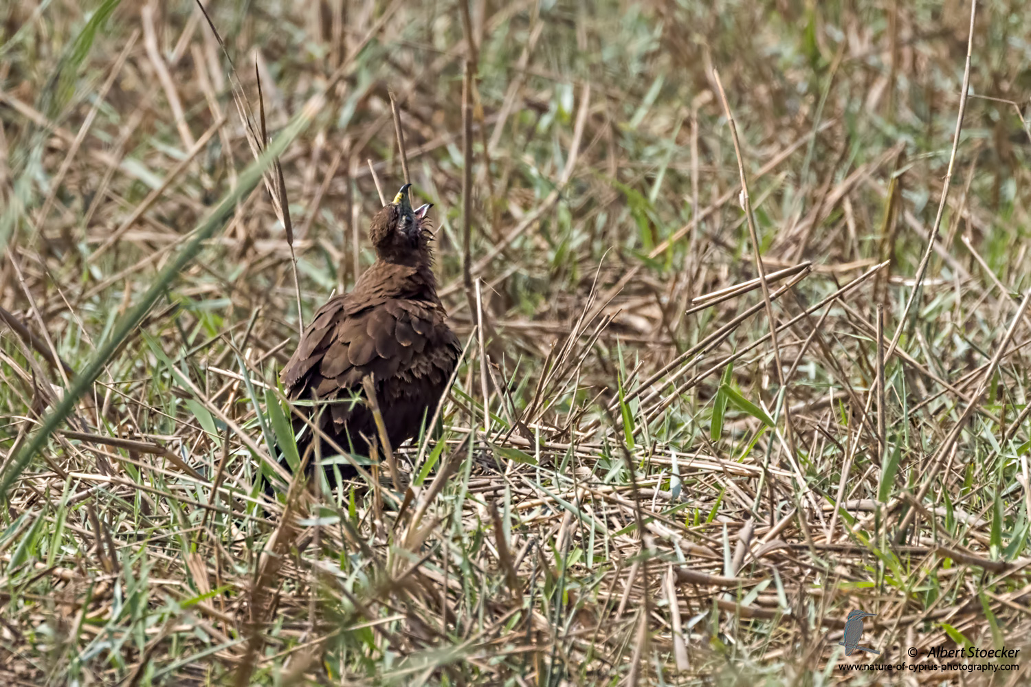 Rohrweihe, Western Marsh Harrier, juvenile, Circus aeroginosus, Cyprus, Akrotiri - Fasouri Hide, September 2017