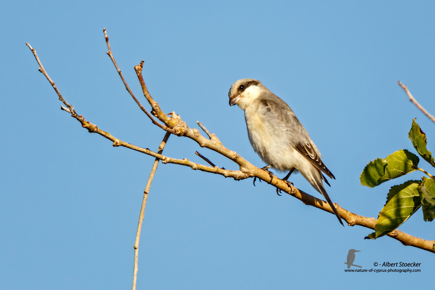 Lanius minor - Lesser Grey Shrike - Scharzstirnwuerger, Cyprus, Mandria Fields, August 2016